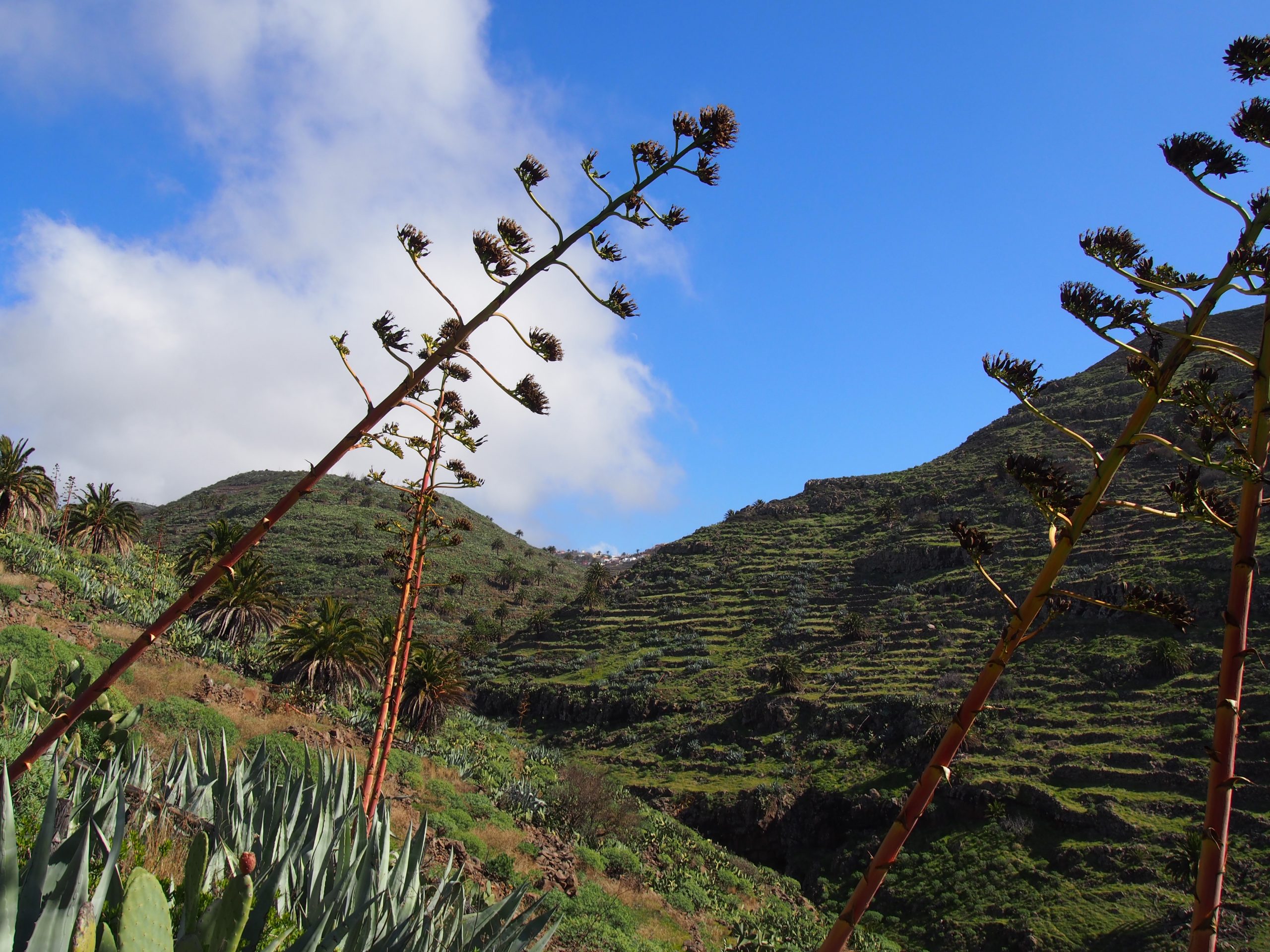 Barranco del Cercado